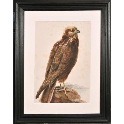 163 - Manner of Jacques Barraband (1768-1809) French. A Female Osprey, Watercolour, 17” x 11.5” (43.2 x 29... 