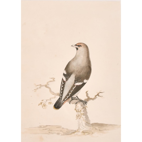 164 - After Jacques Barraband (1768-1809) French. A Waxwing on a Branch, Watercolour, 12” x 8.5” (30.5 x 2... 