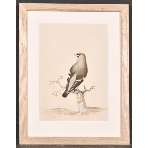 164 - After Jacques Barraband (1768-1809) French. A Waxwing on a Branch, Watercolour, 12” x 8.5” (30.5 x 2... 