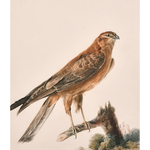 165 - Manner of Jacques Barraband (1768-1809) French. A Red Kite, Watercolour, 14.5” x 13” (36.8 x 33cm)