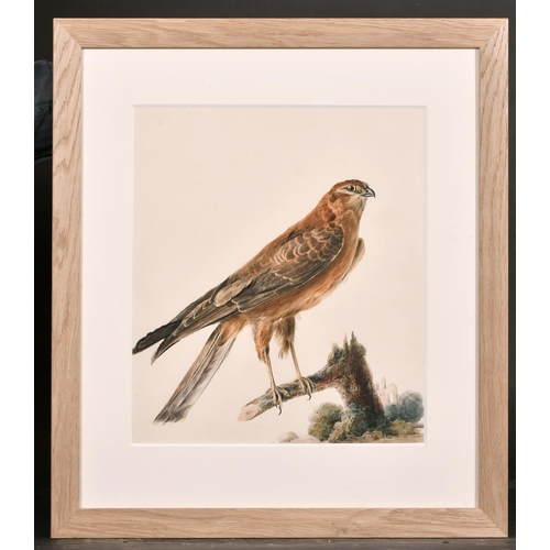 165 - Manner of Jacques Barraband (1768-1809) French. A Red Kite, Watercolour, 14.5” x 13” (36.8 x 33cm)