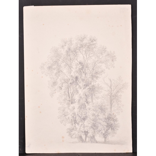 242 - 19th Century Austrian School. A Tree Study in a Park in Vienna, Pencil, Indistinctly Inscribed verso... 