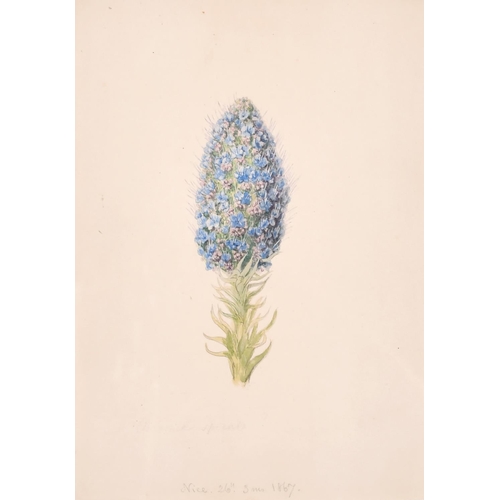 96 - 19th Century English School. ‘Echium’, Watercolour, Indistinctly Inscribed and Dated ‘Nice 26 June 3... 