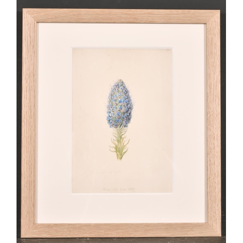 96 - 19th Century English School. ‘Echium’, Watercolour, Indistinctly Inscribed and Dated ‘Nice 26 June 3... 