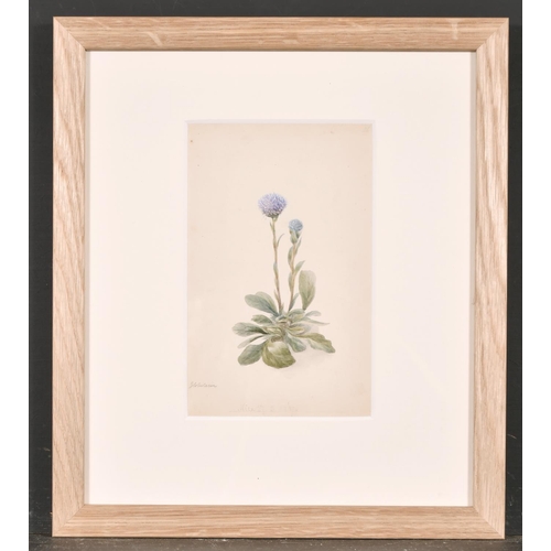 96 - 19th Century English School. ‘Echium’, Watercolour, Indistinctly Inscribed and Dated ‘Nice 26 June 3... 