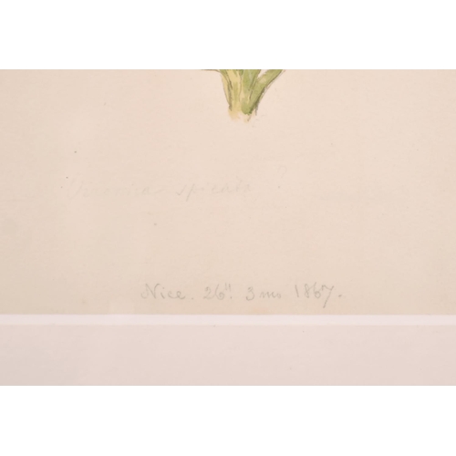 96 - 19th Century English School. ‘Echium’, Watercolour, Indistinctly Inscribed and Dated ‘Nice 26 June 3... 