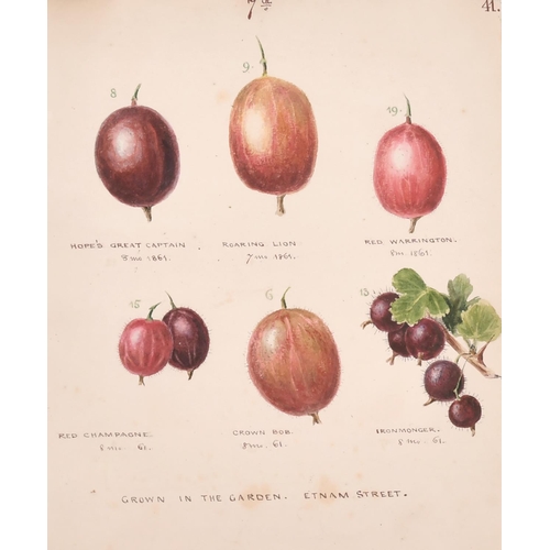 97 - 19th Century English School. Gooseberries ‘Grown in the Garden. Etnam Street’, Watercolour, Inscribe... 