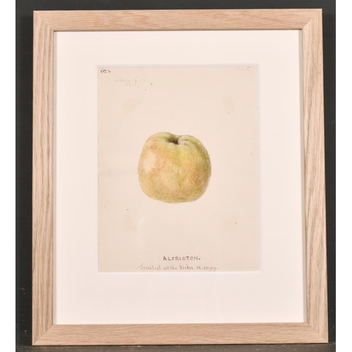 97 - 19th Century English School. Gooseberries ‘Grown in the Garden. Etnam Street’, Watercolour, Inscribe... 