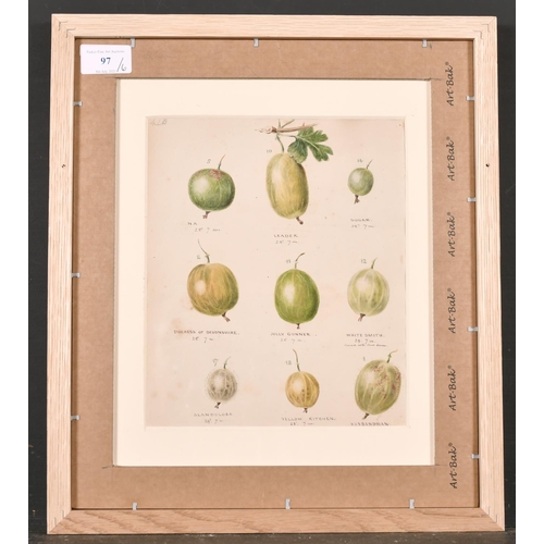 97 - 19th Century English School. Gooseberries ‘Grown in the Garden. Etnam Street’, Watercolour, Inscribe... 