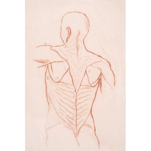 188 - 19th Century French School. Anatomical Study of the Back View of a Man, Sanguine, Numbered in Pencil... 