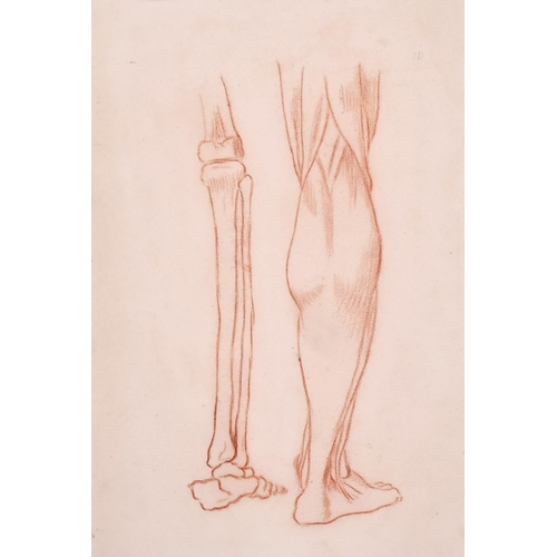 188 - 19th Century French School. Anatomical Study of the Back View of a Man, Sanguine, Numbered in Pencil... 