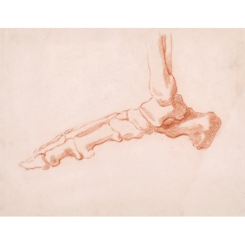 188 - 19th Century French School. Anatomical Study of the Back View of a Man, Sanguine, Numbered in Pencil... 