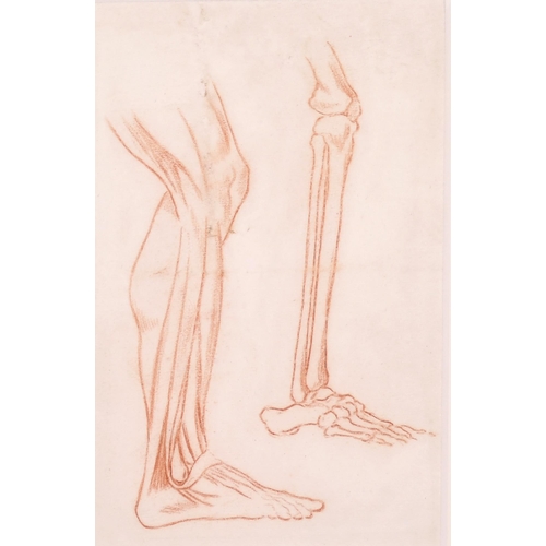 188 - 19th Century French School. Anatomical Study of the Back View of a Man, Sanguine, Numbered in Pencil... 