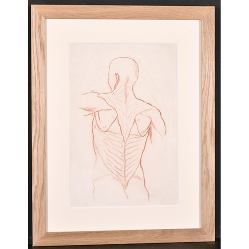 188 - 19th Century French School. Anatomical Study of the Back View of a Man, Sanguine, Numbered in Pencil... 