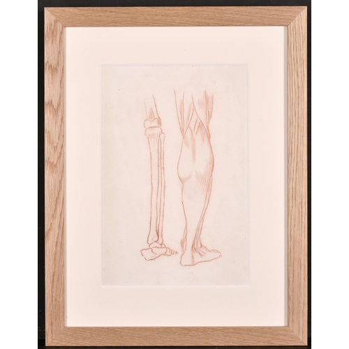 188 - 19th Century French School. Anatomical Study of the Back View of a Man, Sanguine, Numbered in Pencil... 