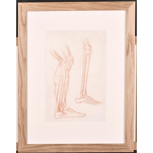 188 - 19th Century French School. Anatomical Study of the Back View of a Man, Sanguine, Numbered in Pencil... 