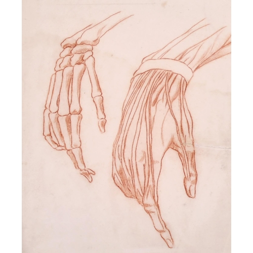 189 - 19th Century French School. Anatomical Studies of Hands, Sanguine, 11