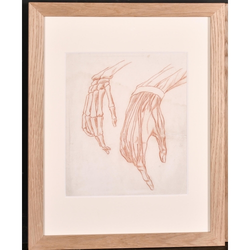 189 - 19th Century French School. Anatomical Studies of Hands, Sanguine, 11