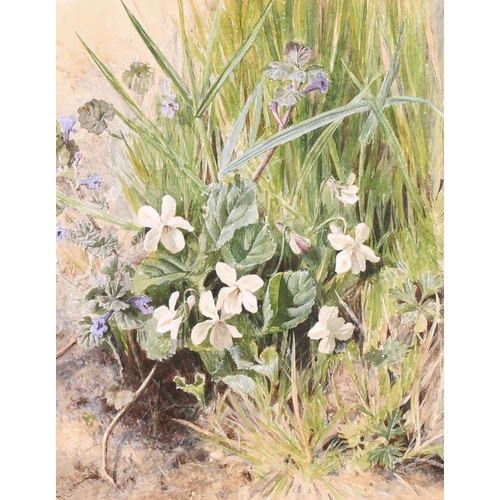 77 - Helen Cordelia Angell Coleman (1847-1884) British. 'Wild Violets', Watercolour, Signed, 8