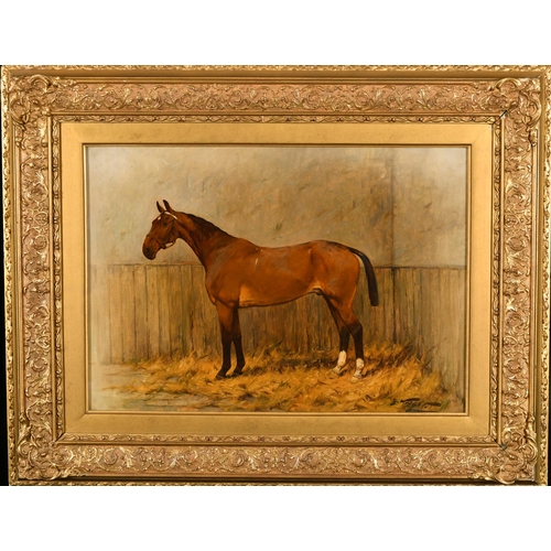 150 - George Wright (1860-1942) British. A Bay Hunter in a Stable, Oil on Canvas, Signed, 16