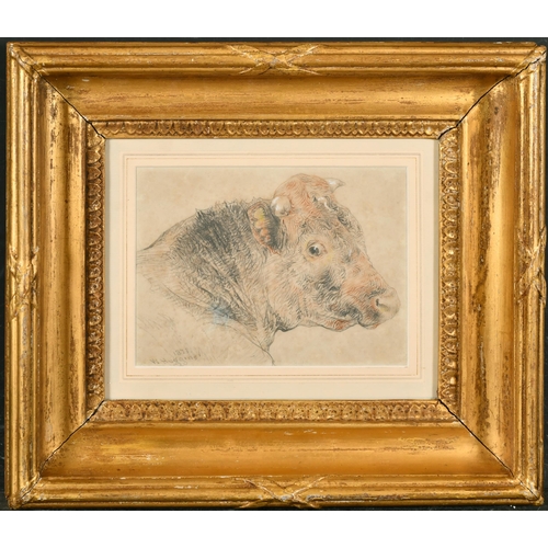 155 - William Huggins (1820-1884) British. Head of a Bull, Pencil and Chalk, Signed and Dated 1878, in a h... 