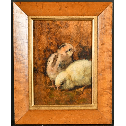 166 - 20th Century English School. A Study of Two Chicks, Oil on Panel, in a maple frame, 8