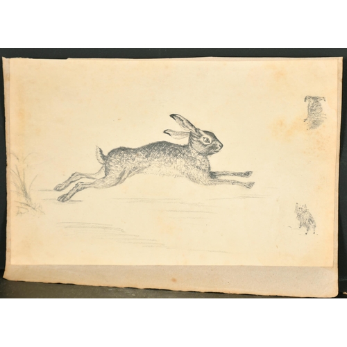 105 - Early 19th Century English School. A Study of a Hare, Pencil, Unframed 6