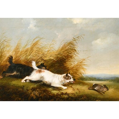 107 - George Armfield (1808-1893) British. Terriers Chasing a Rabbit, Oil on Canvas, 10