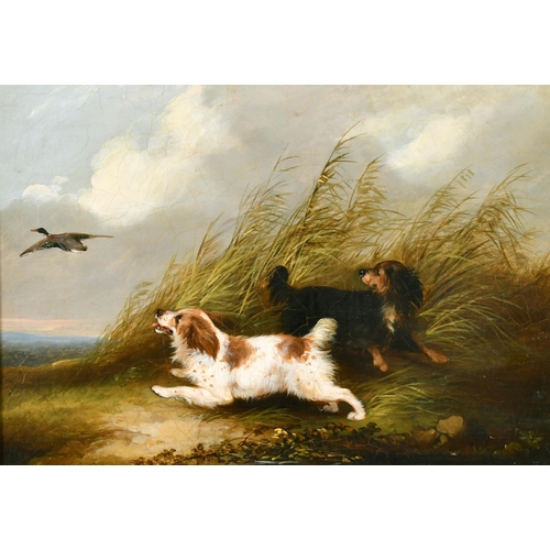 107 - George Armfield (1808-1893) British. Terriers Chasing a Rabbit, Oil on Canvas, 10