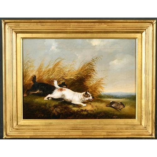 107 - George Armfield (1808-1893) British. Terriers Chasing a Rabbit, Oil on Canvas, 10