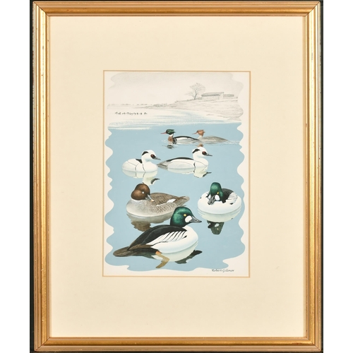 119 - Robert Gillmor (1936-2022) British. Ducks, Watercolour, Signed, and Inscribed on a label verso, 11