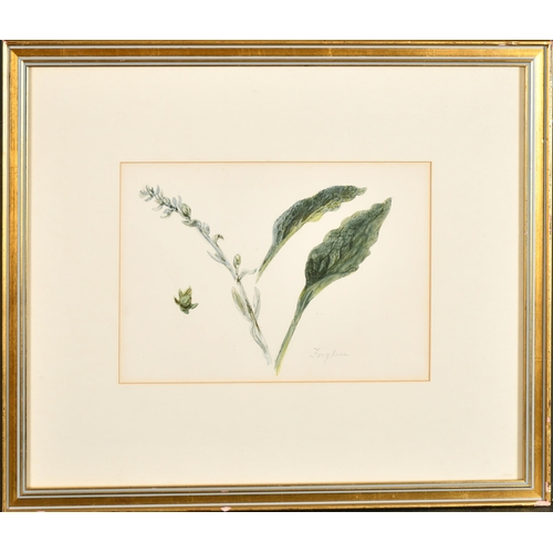 62 - Margaret Sarah Carpenter (1793-1872) British. 'Foxglove', Watercolour, Inscribed, and Inscribed on l... 