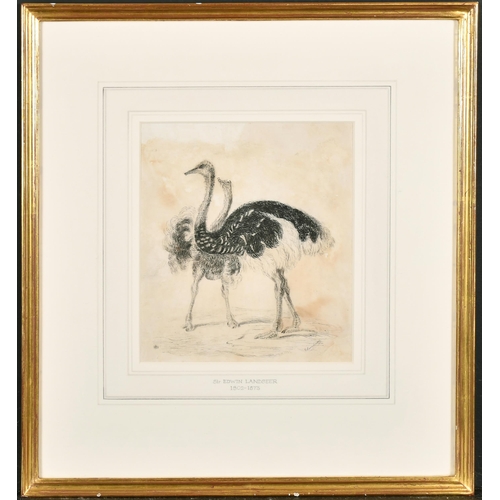 111 - Attributed to Edwin Henry Landseer (1802-1873) British. A Pair of Ostriches, Ink and Wash, Signed, 7... 