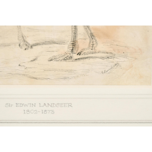 111 - Attributed to Edwin Henry Landseer (1802-1873) British. A Pair of Ostriches, Ink and Wash, Signed, 7... 