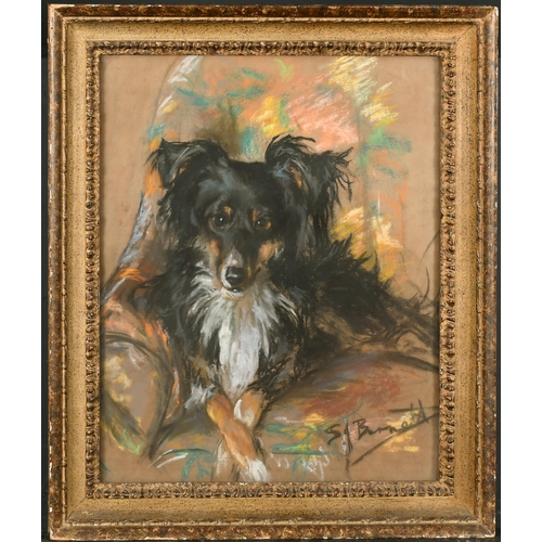 145 - S. J. Burnett (20th Century) British. A Collie seated in a Chair, Pastel, Signed, 17