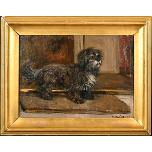 150 - William Walls (1860-1942) British. A Glen Imaal Terrier, Oil on Canvas laid down, Signed and Dated 1... 