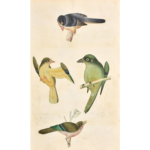 191 - 19th Century Anglo Indian School. A Study of Four Birds, Watercolour (cut out and laid down), Unfram... 