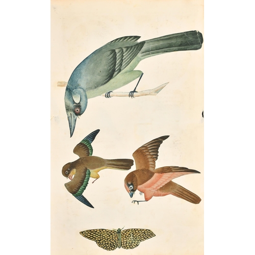 191 - 19th Century Anglo Indian School. A Study of Four Birds, Watercolour (cut out and laid down), Unfram... 