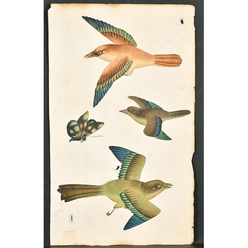 191 - 19th Century Anglo Indian School. A Study of Four Birds, Watercolour (cut out and laid down), Unfram... 