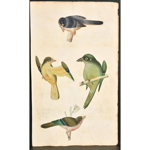 191 - 19th Century Anglo Indian School. A Study of Four Birds, Watercolour (cut out and laid down), Unfram... 