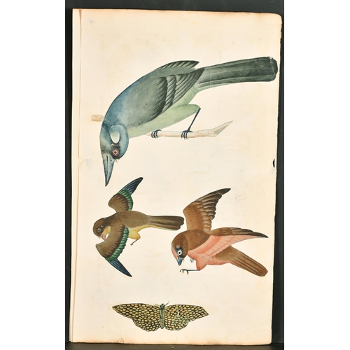 191 - 19th Century Anglo Indian School. A Study of Four Birds, Watercolour (cut out and laid down), Unfram... 