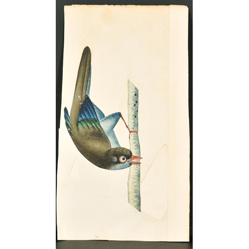 191 - 19th Century Anglo Indian School. A Study of Four Birds, Watercolour (cut out and laid down), Unfram... 