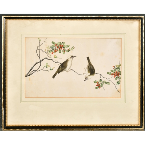 259 - 19th Century Chinese School. A Study of Oriental Birds, Watercolour on Pith Paper, 6.5