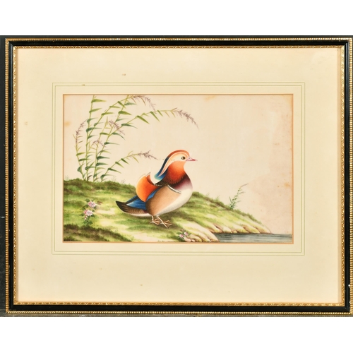 259 - 19th Century Chinese School. A Study of Oriental Birds, Watercolour on Pith Paper, 6.5