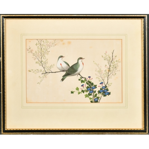 259 - 19th Century Chinese School. A Study of Oriental Birds, Watercolour on Pith Paper, 6.5