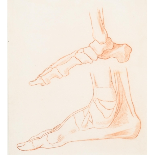 33 - 18th Century European School. Study of Leg Muscle and Bone Structure, Red Chalk, 11.5