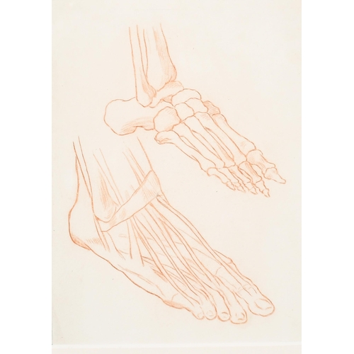 33 - 18th Century European School. Study of Leg Muscle and Bone Structure, Red Chalk, 11.5