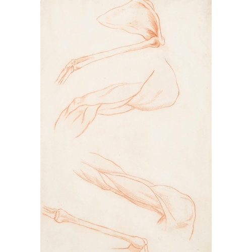 33 - 18th Century European School. Study of Leg Muscle and Bone Structure, Red Chalk, 11.5