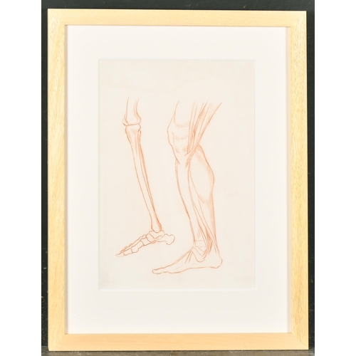 33 - 18th Century European School. Study of Leg Muscle and Bone Structure, Red Chalk, 11.5