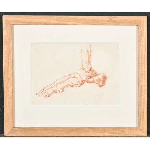 33 - 18th Century European School. Study of Leg Muscle and Bone Structure, Red Chalk, 11.5